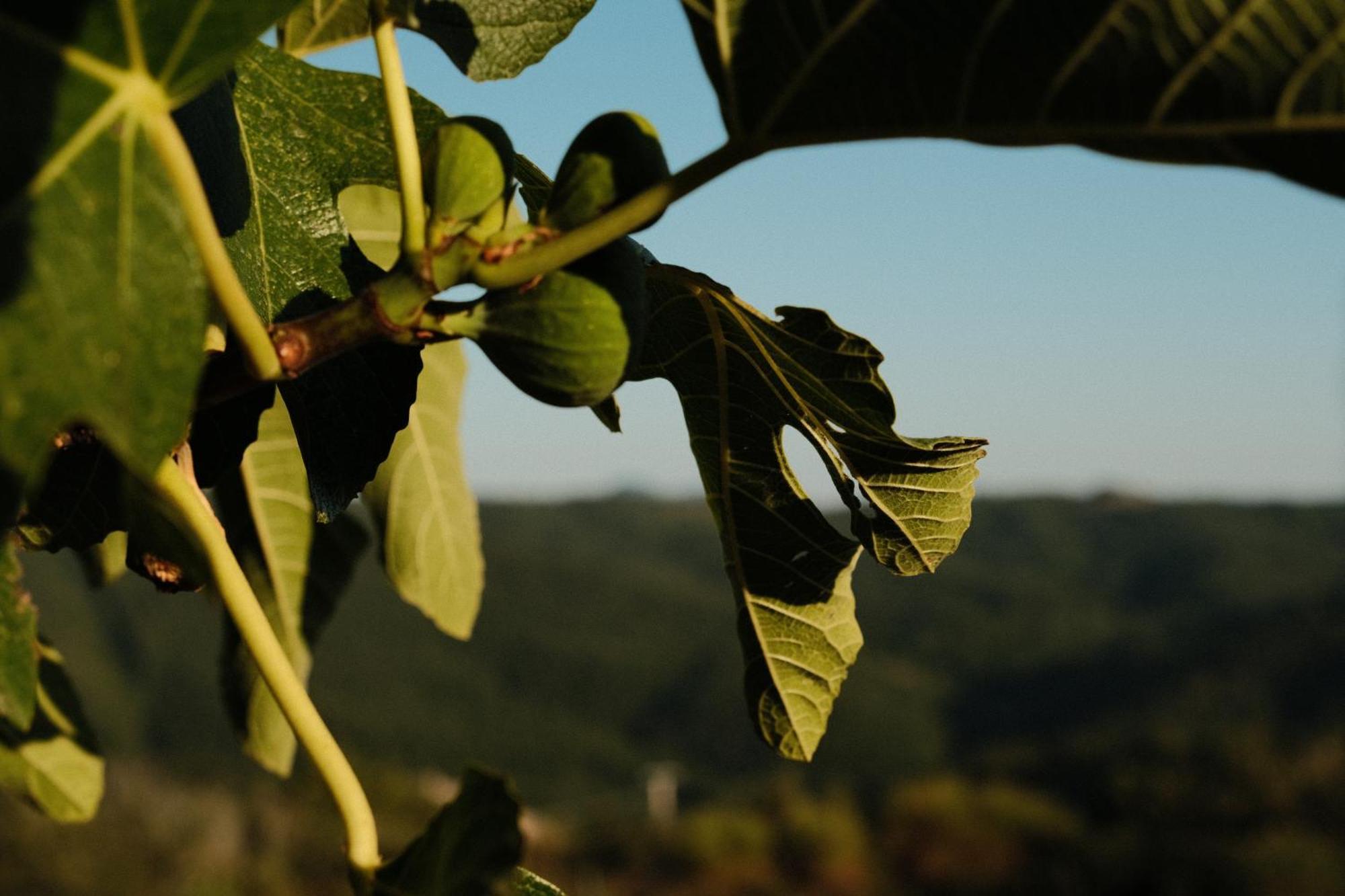 Vin Hotel - Wine Resort And Agriturismo Montieri ภายนอก รูปภาพ
